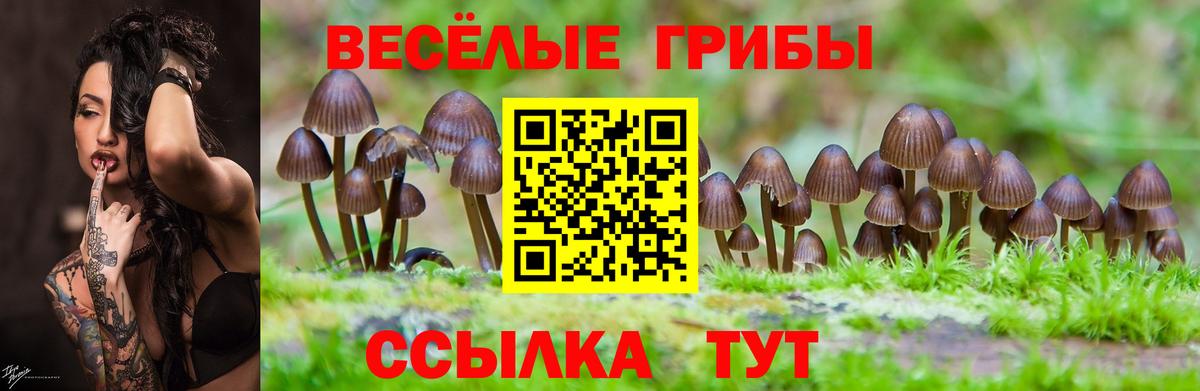Галлюциногенные грибы Cubensis  Псилоцибиновые грибы Cubensis  Вход с VPN  Кувандык 
